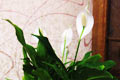 Spathiphyllum и женское счастье Spathiphyllum имеет второе название - женское счастье